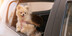 insuring your new car
