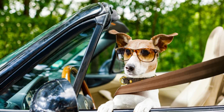 how is car safety measured & is yours up to scratch